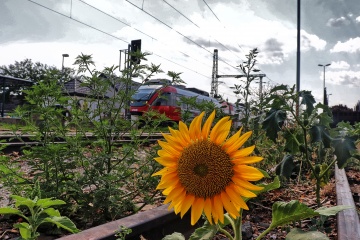 Sonnenblume mit ÖBB 4124 im Hintergrund